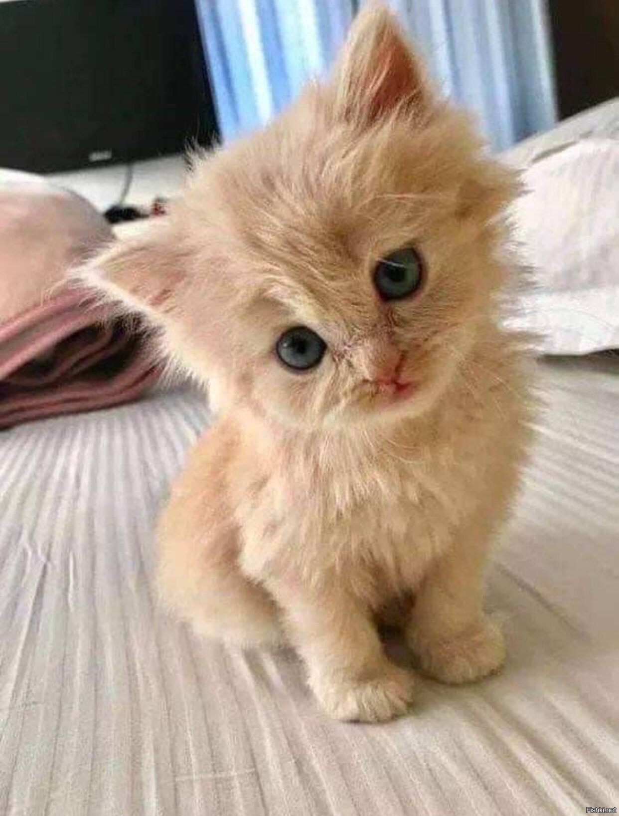 фото самого маленького котенка