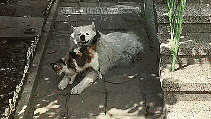 Гифки Гифки