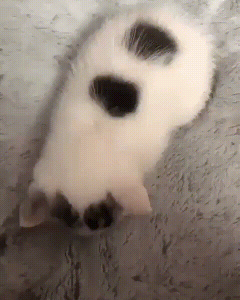 Гифки Гифки