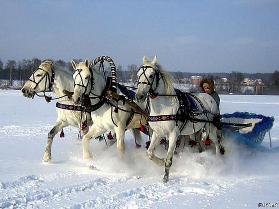 Тройка лошадей фото