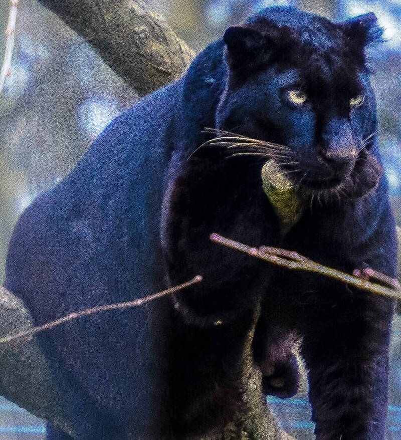 В заповеднике во Франции черный ягуар набрал жирок к зиме