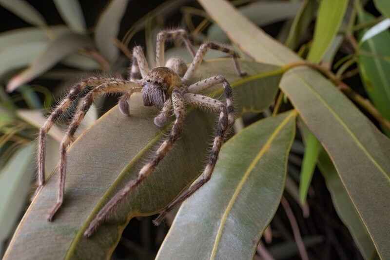 Отважный австралиец позволил пауку-гиганту целый год расти в своем доме