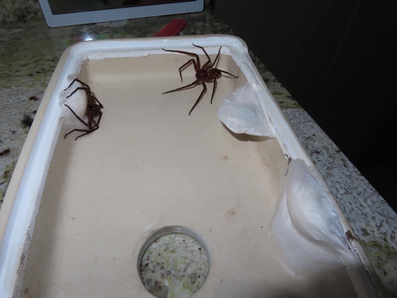 Отважный австралиец позволил пауку-гиганту целый год расти в своем доме