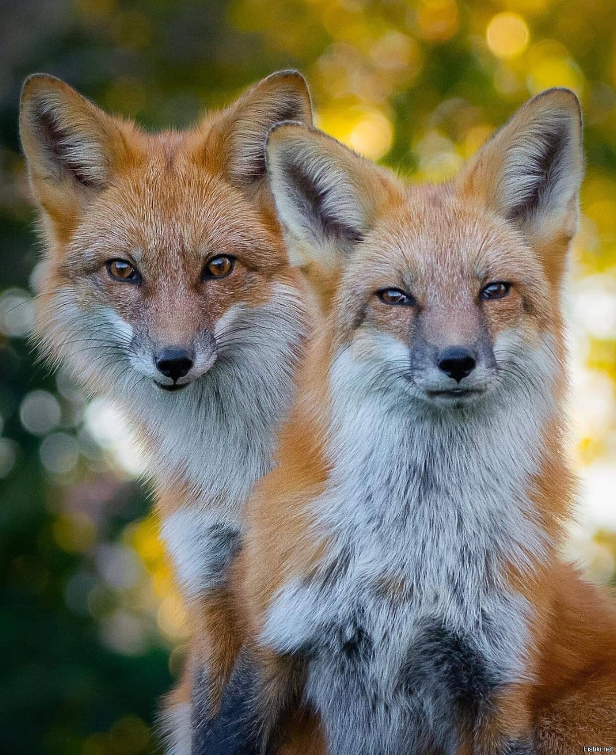 Rus foxes. Russian Fox.