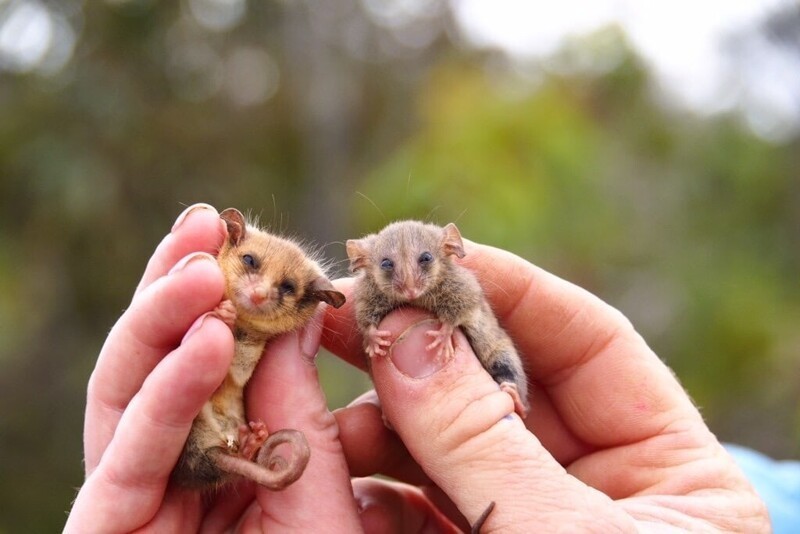 Надеемся, что эти крохи будут и дальше жить на территории Австралии!