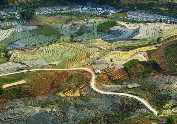 Рисовые поля во Вьетнаме выглядят словно пейзаж Ван Гога