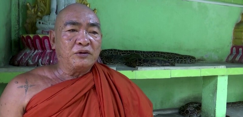 Буддийский монах устроил приют для змей в монастыре