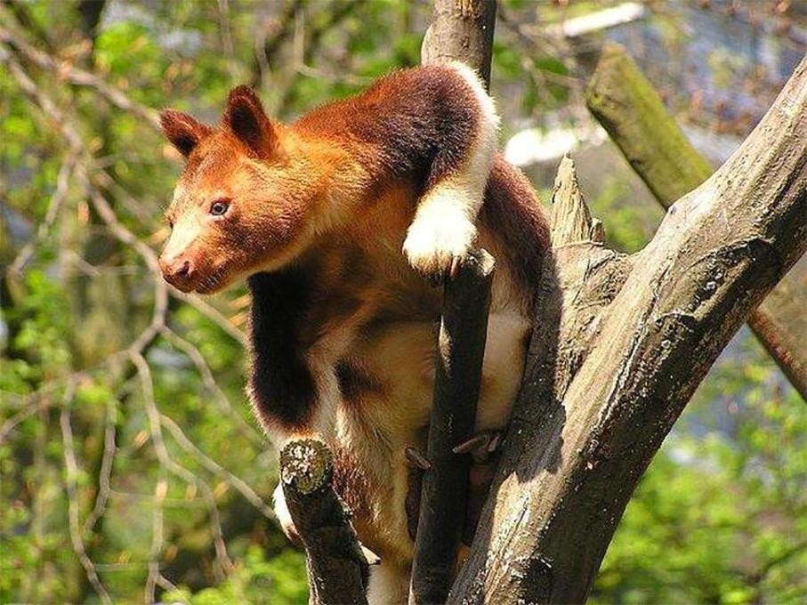 Фото древесного кенгуру