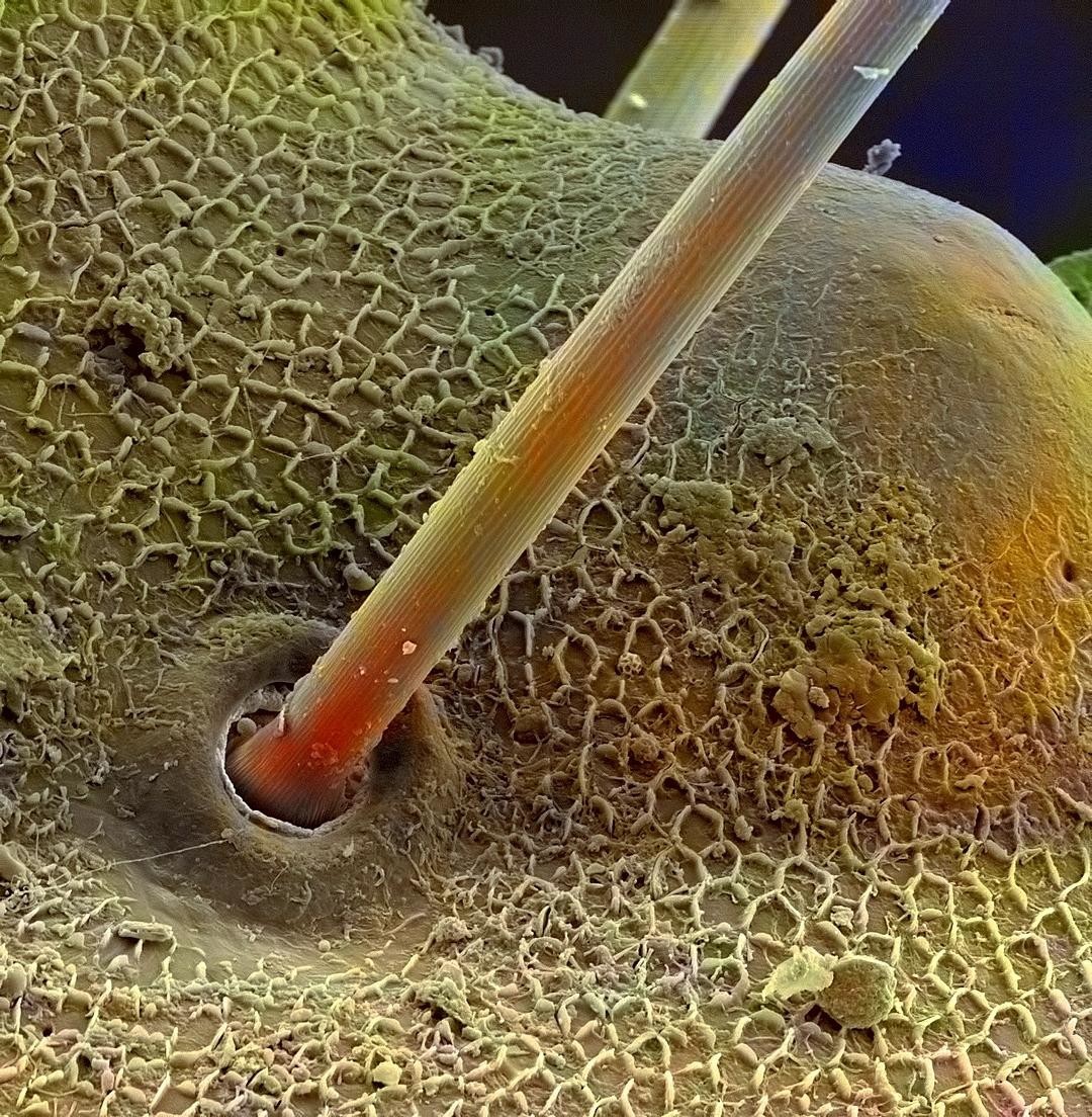 Жало скорпиона под микроскопом