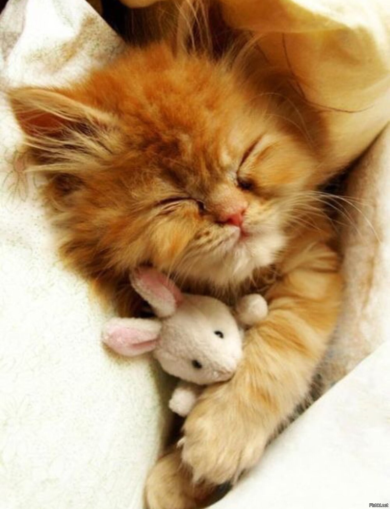 Милые котики с добрым утром. Спящий котенок. Милые спящие котята. Красивые котята.