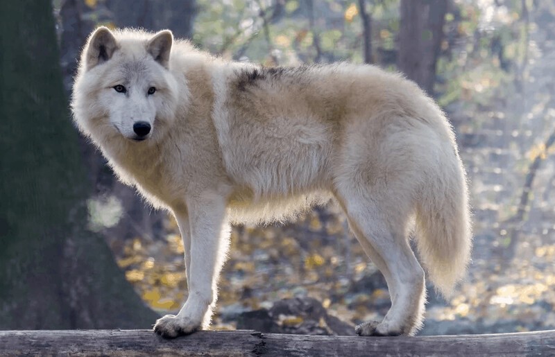 Серый волк и интересные факты о нем