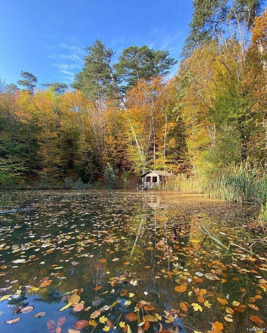 Черепашье озеро воронеж фото