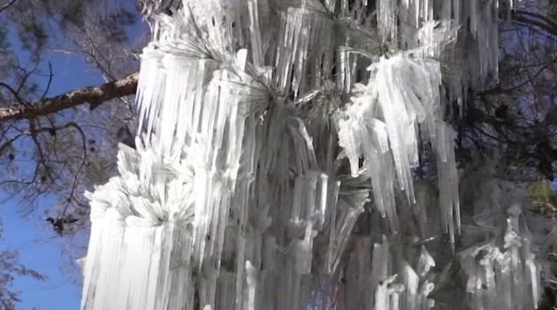 В Калифорнии за одну ночь появилась выставка ледяных скульптур, которую никто не готовил