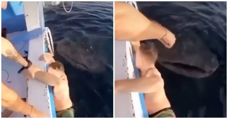 Китовая акула напугала туриста и развеселила его друзей