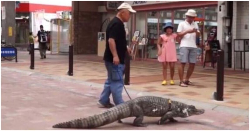 Мужчина выбрал крокодила вместо жены и, похоже, счастлив