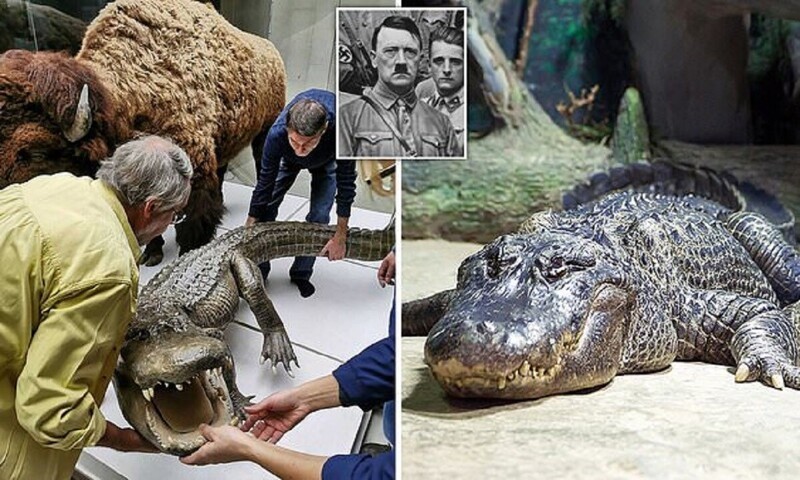 Аллигатора Гитлера выставят в Дарвиновском музее
