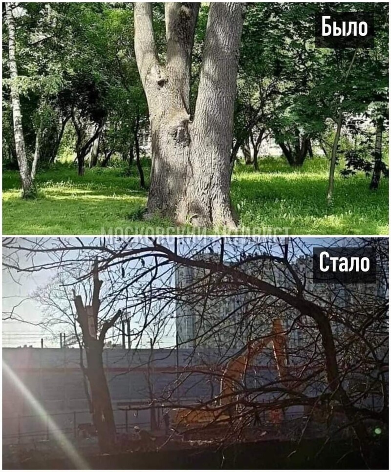 Не пережил Собянина: в Москве спилили 300-летний дуб