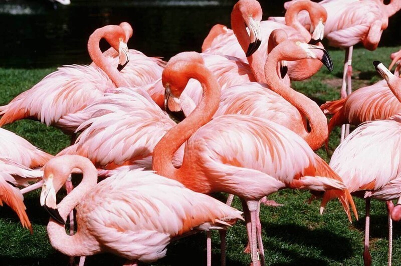 Розовый фламинго и интересные факты о нем