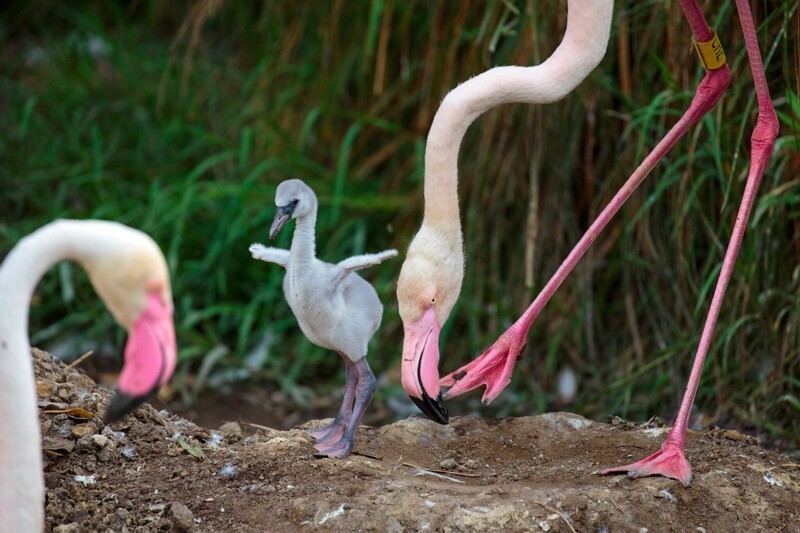 Розовый фламинго и интересные факты о нем