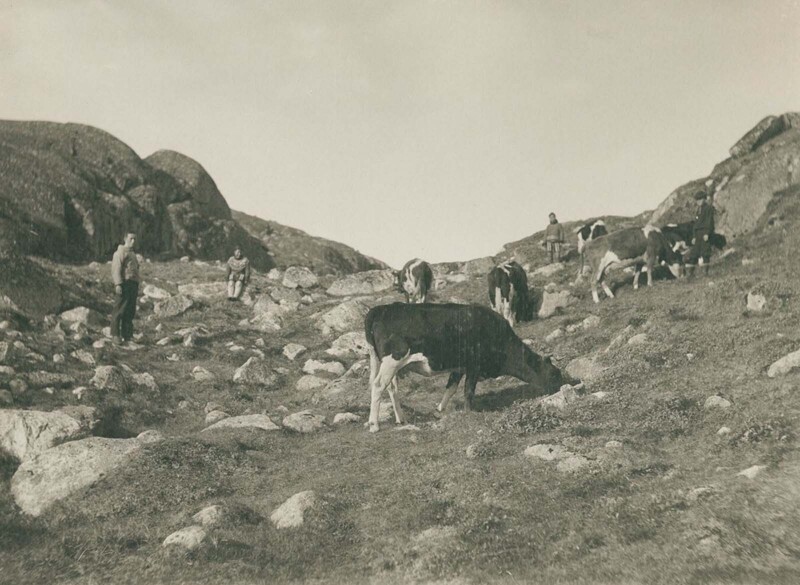 Коровы возле города Какорток. 1889 г.