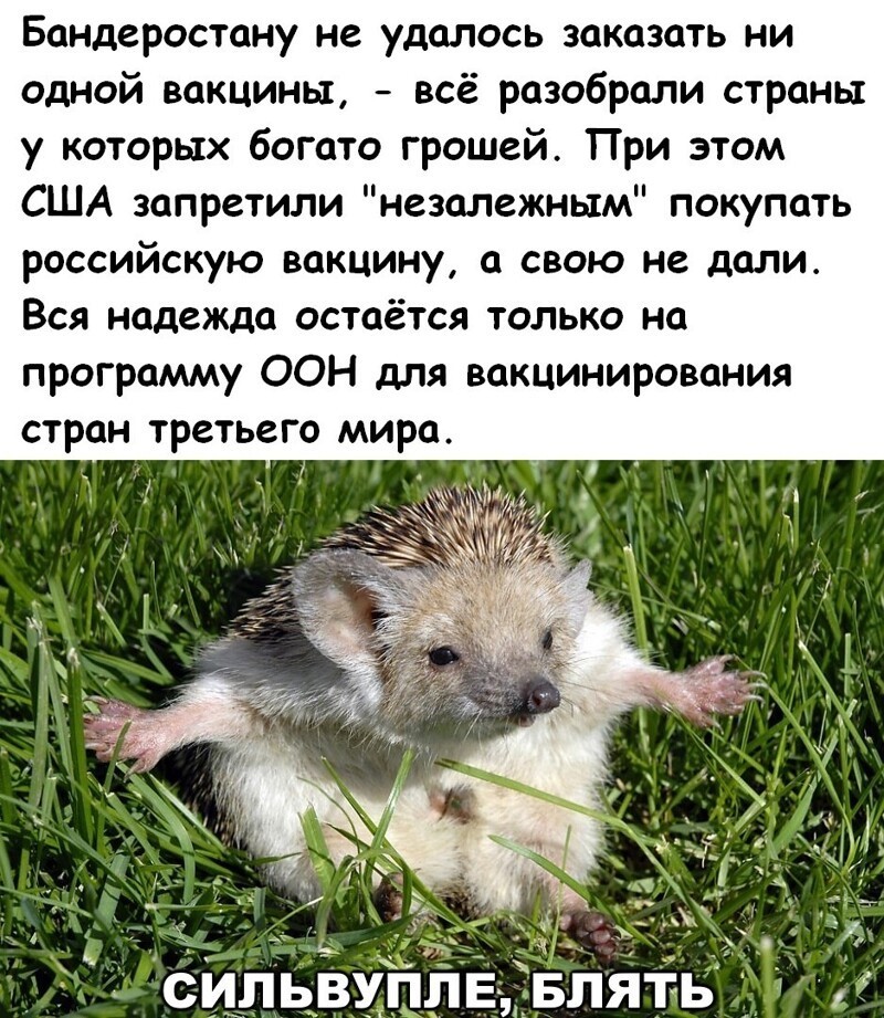О политике и не только