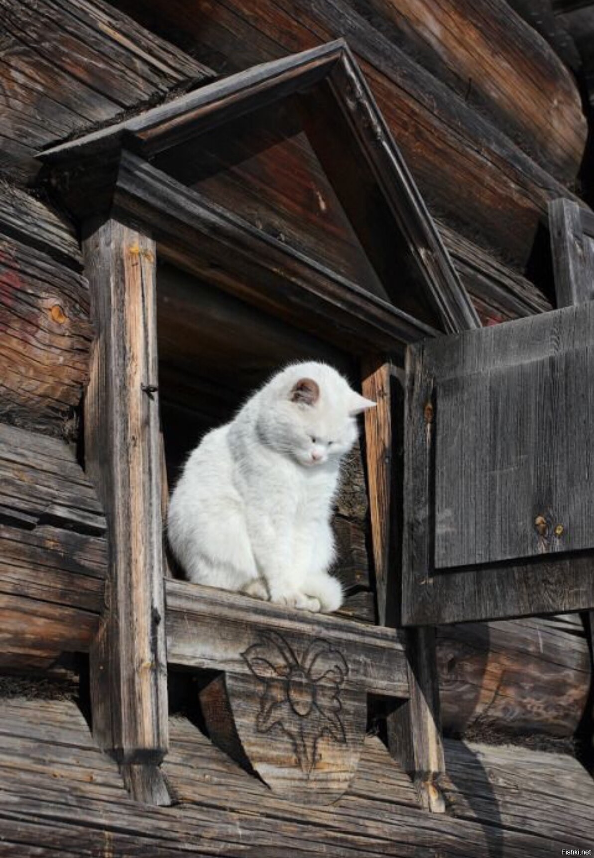 Кошки В Деревне Фото