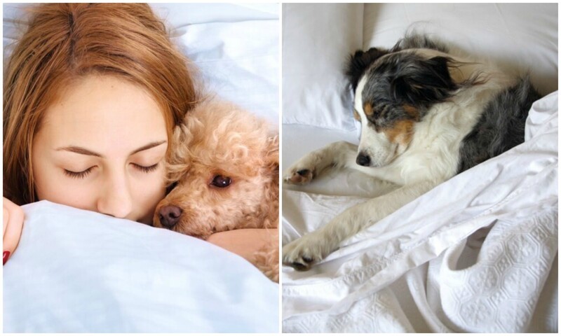 Ученые выяснили: сон с собакой полезен для человека