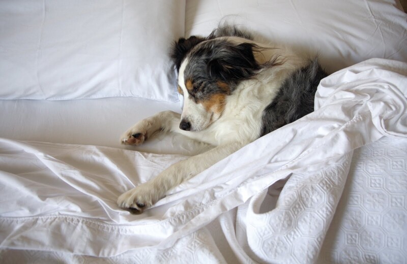 Ученые выяснили: сон с собакой полезен для человека