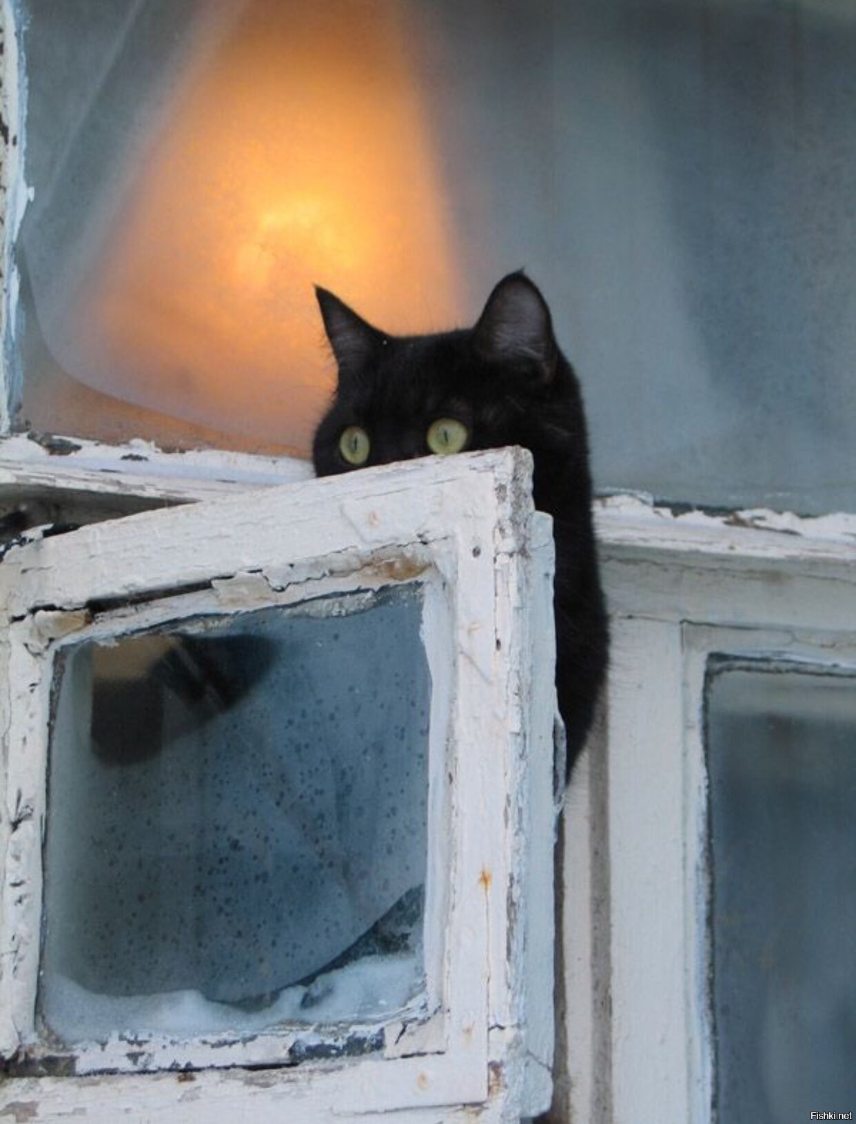 Черный кот на окне