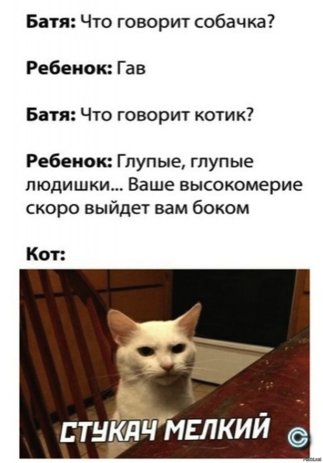 Говорящие собаки мемы. Мемы с собаками. Расскажите собачки. Смешные картинки животных с надписями. Анекдоты про собак.