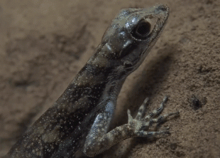 Водяная анола: Яркий пример эволюции прямо сейчас. Как ящерицы учатся жить под водой?