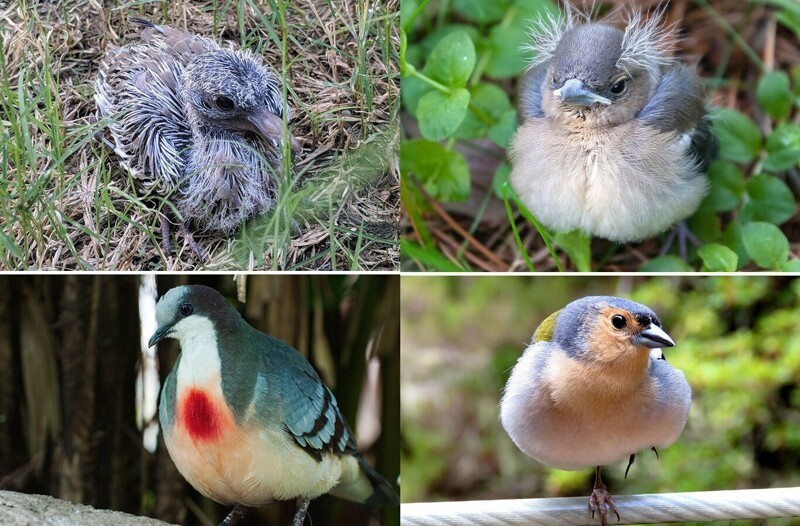 Гадкий утенок и его 40 друзей: как выглядят птенцы известных (и не очень) птиц