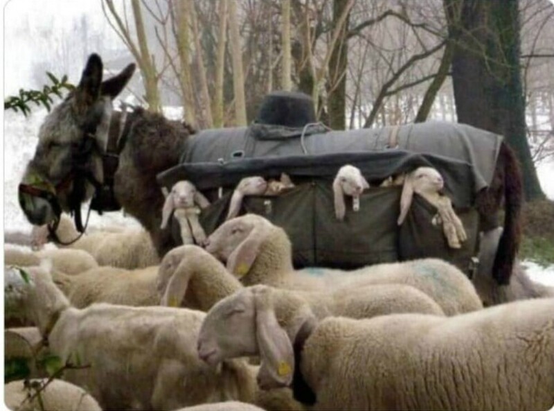 В Италии осликов-нянь дрессировали для того, чтобы они перевозили ягнят до пастбища