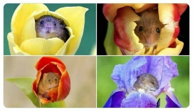 Мыши-малютки залезают в цветы, чтобы полакомиться пыльцой, и иногда засыпают в бутонах