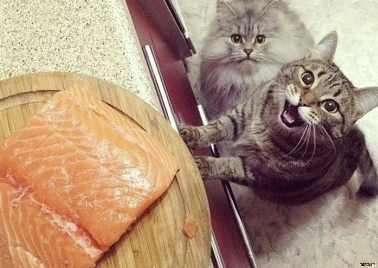 Кот голод. Голодный кот. Котик с едой. Еда для котят. Голодный котенок.