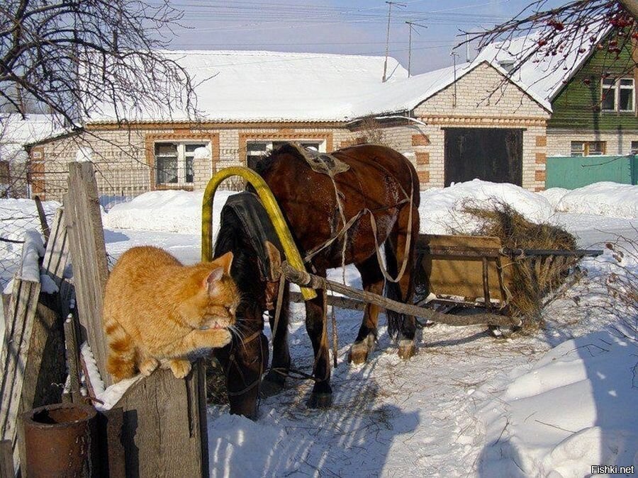 Завтра деревню поеду. Деревня зимой. Лошади в деревне. Лошади в деревне зимой. Деревенская жизнь зимой.