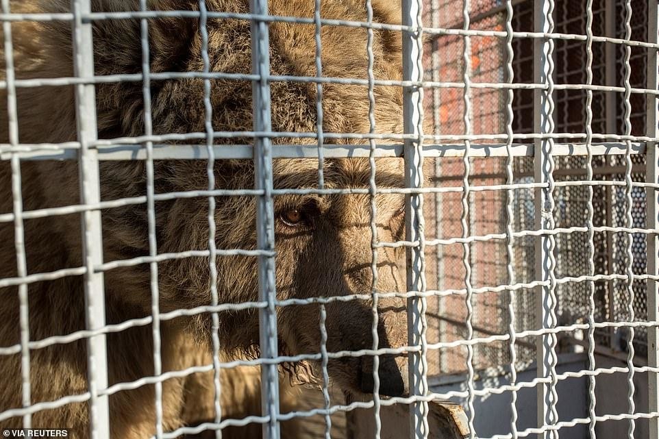 Закрылся адский зоопарк, где жил «самый одинокий в мире слон»