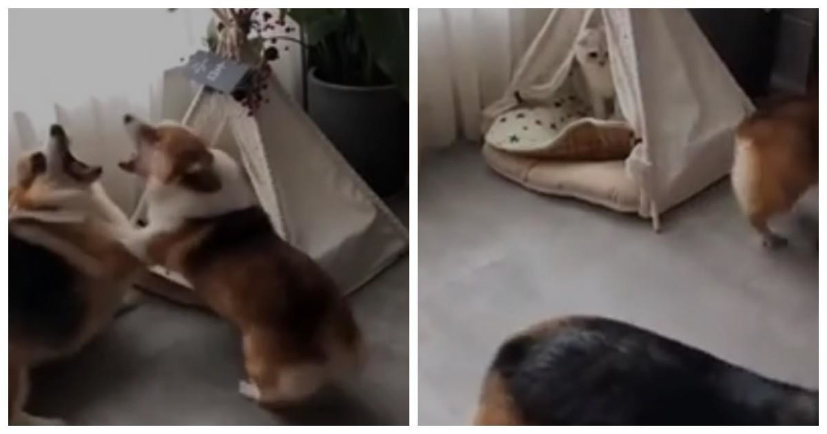 Пёс "потерял нюх", заснув рядом с кошечкой, но ревнивая подруга расставила всё по своим местам: видео