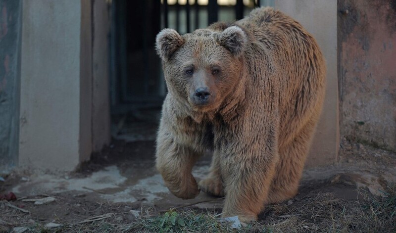 Из пакистанского зоопарка спасли двух медведей без зубов