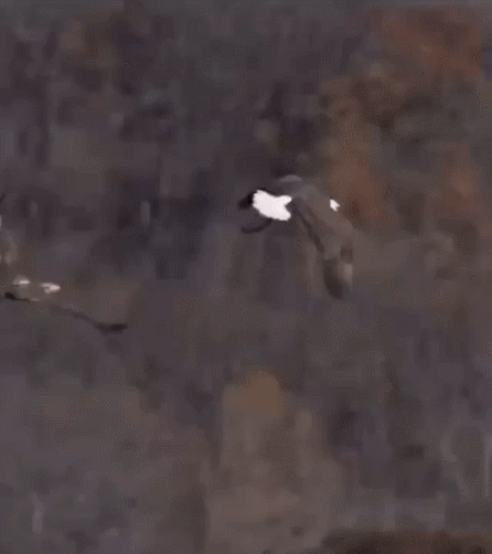 Передай другому