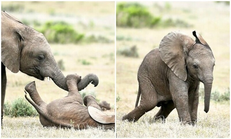 Милота дня: старший брат щекочет маленького слоненка