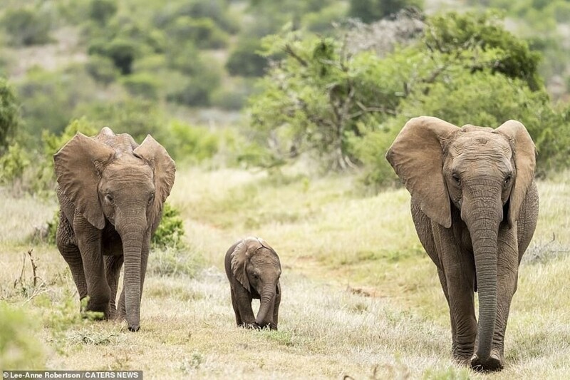 Милота дня: старший брат щекочет маленького слоненка