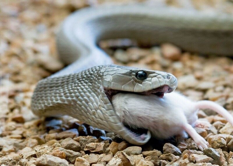 Самая Ядовитая Змея В Мире Фото
