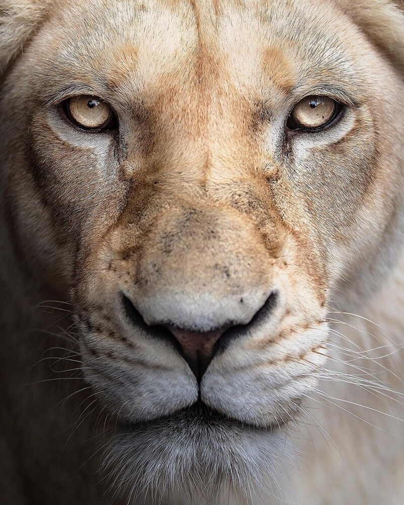 Фотограф показывает красоту львов
