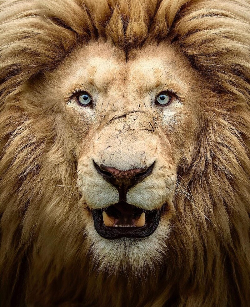 Фотограф показывает красоту львов