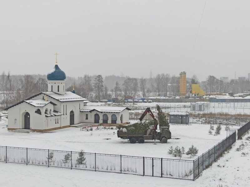В Петербурге ёлки украли у жителей и пересадили к церкви