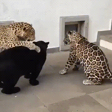 Игривые котики