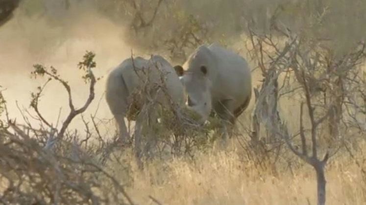 На ринге тяжеловесы: носороги, выясняя отношения, сошлись в клинче как заправские боксёры: видео