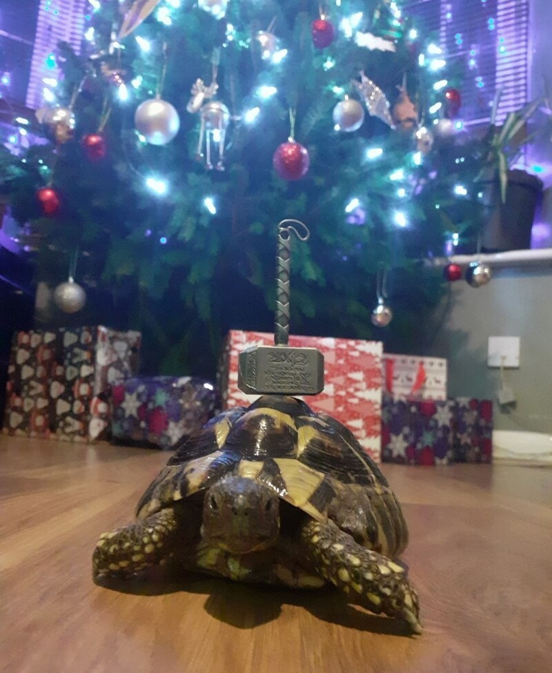 Маленькая черепаха уничтожила двухметровую рождественскую ель
