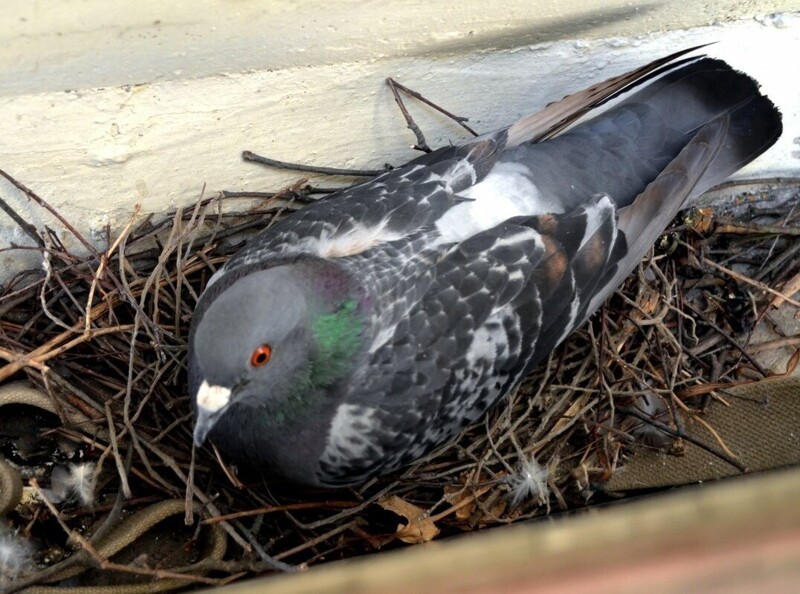 В столичных многоэтажках заживо замуровывали голубей